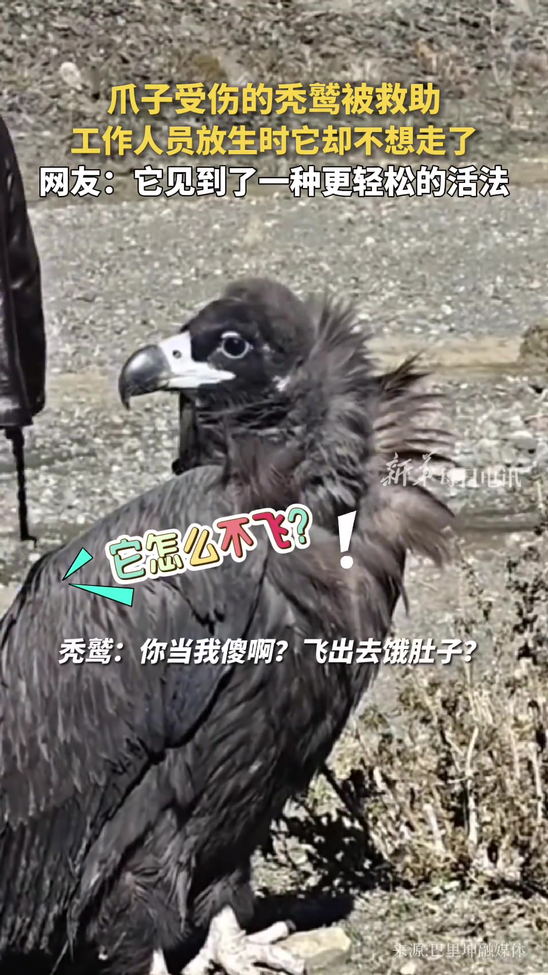 爪子受伤的秃鹫被救助，工作人员放生时它却不想走了