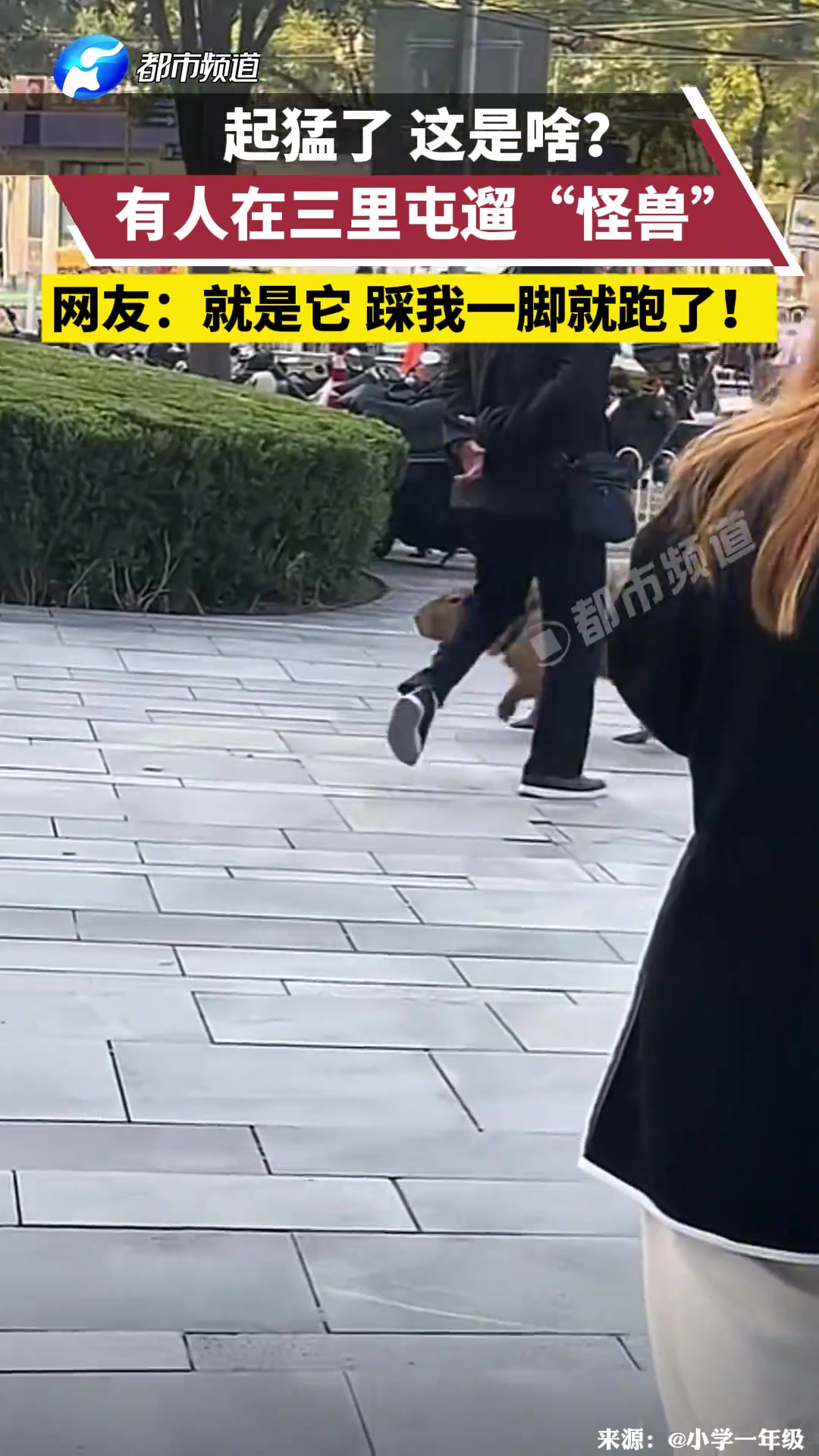 起猛了！这是啥有人在大街上遛“怪兽”吗