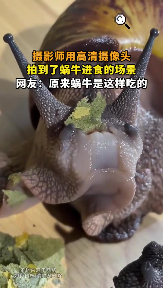 可爱捏，这吃东西的样子没谁了