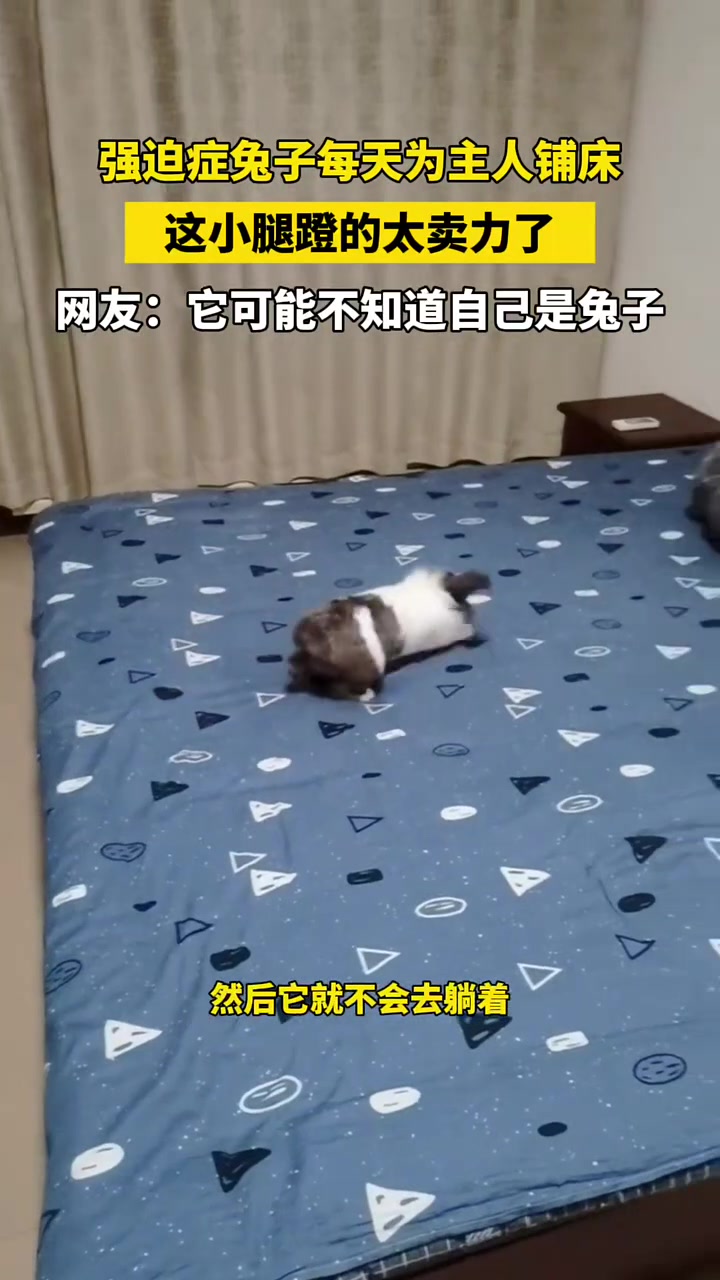 强迫症兔子每天为主人铺床，这小腿蹬的太卖力了！