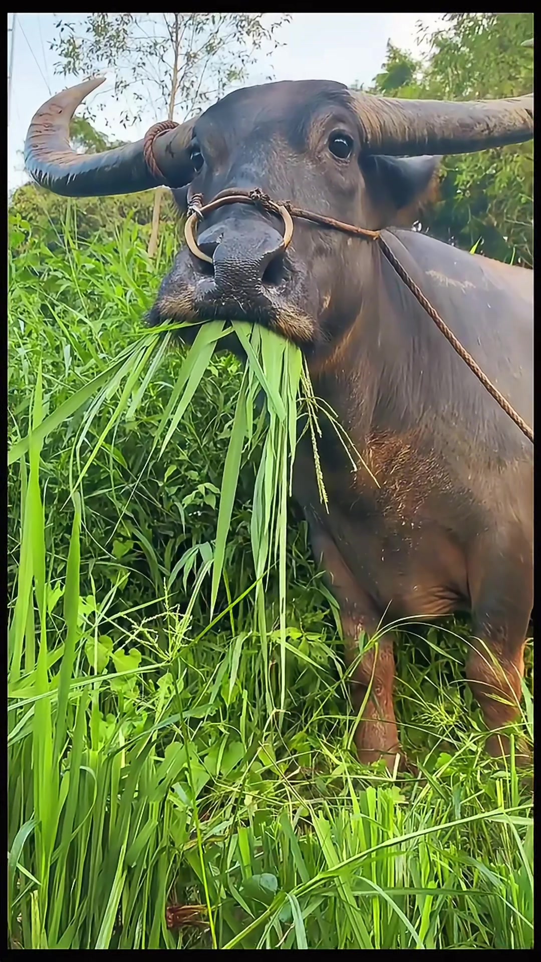 牛：拍我是要当表情包吗，拍好了吗我要吃草了