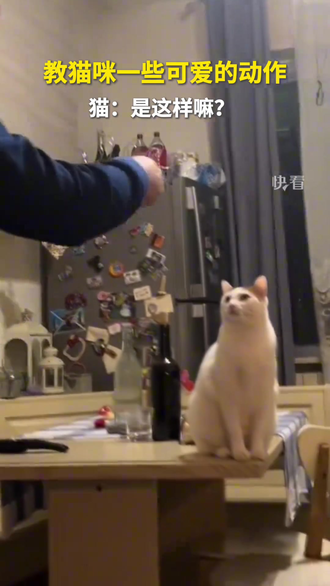 教猫咪一些可爱的动作，猫：是这样嘛