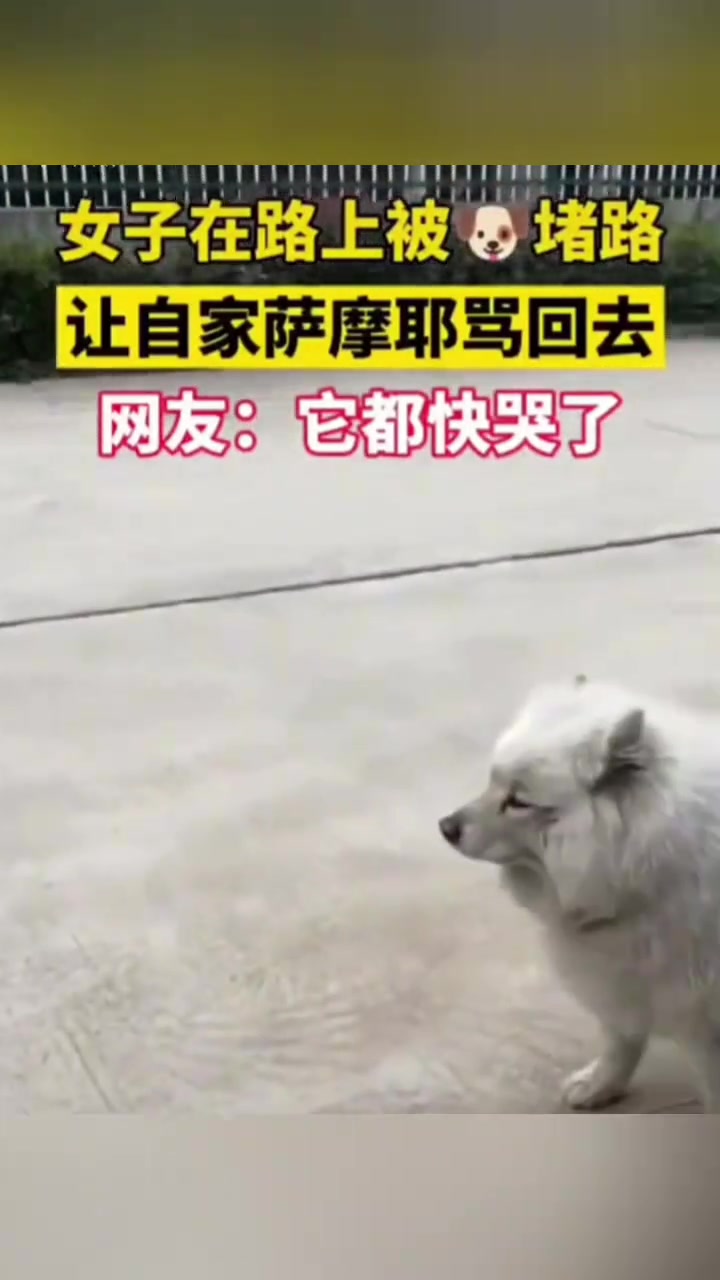萨摩耶好委屈，怕你听不见又怕对方听见了