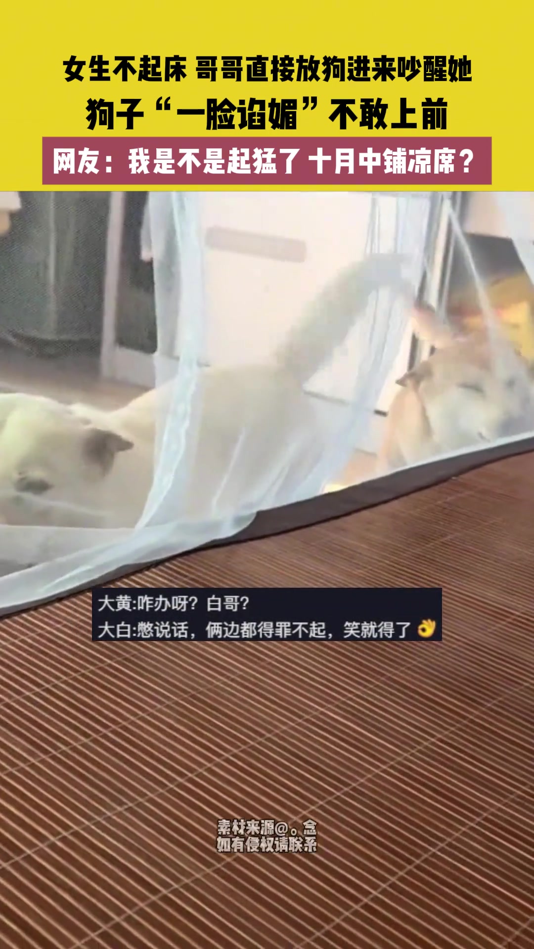 女生不起床哥哥直接放狗进来吵醒她，狗子“一脸谄媚”不敢上前