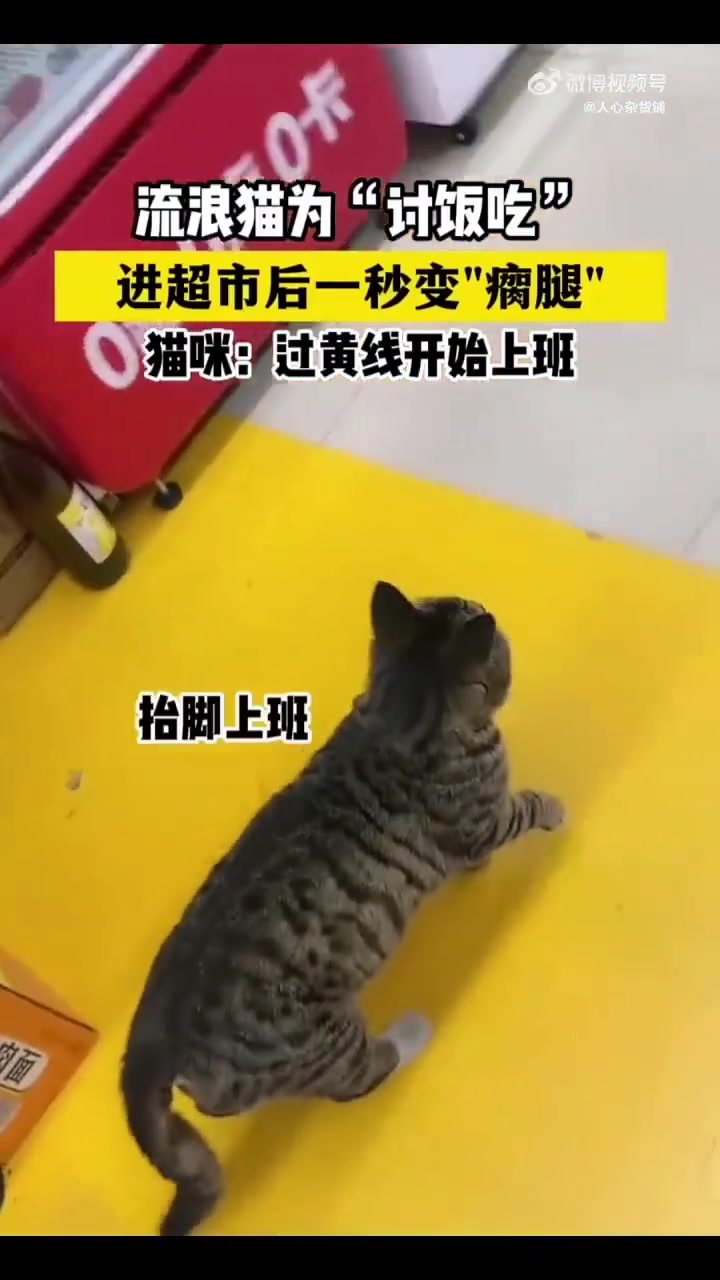 猫猫都开始上班了