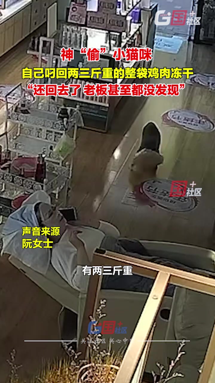 猫咪当起小偷，自己去宠物店“偷”冻干回店里
