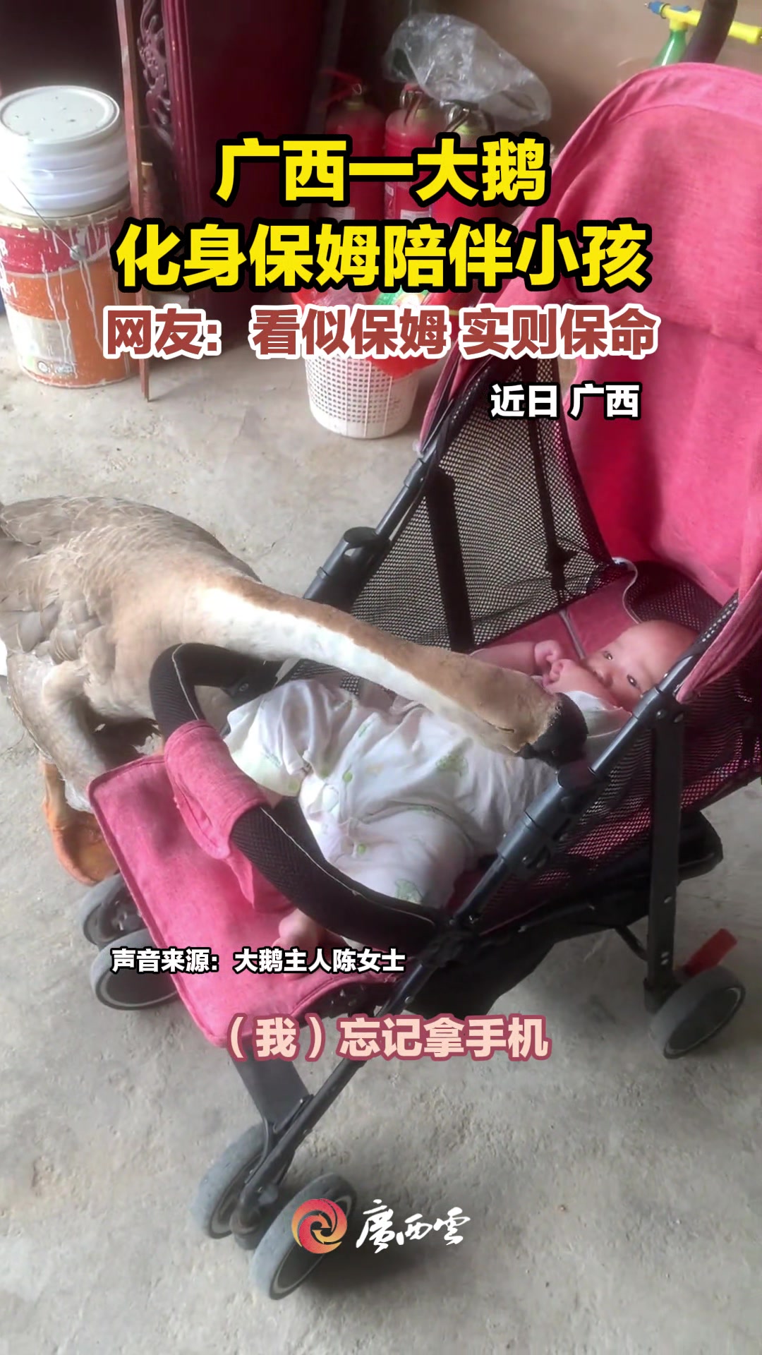 广西一大鹅化身保姆陪伴小孩