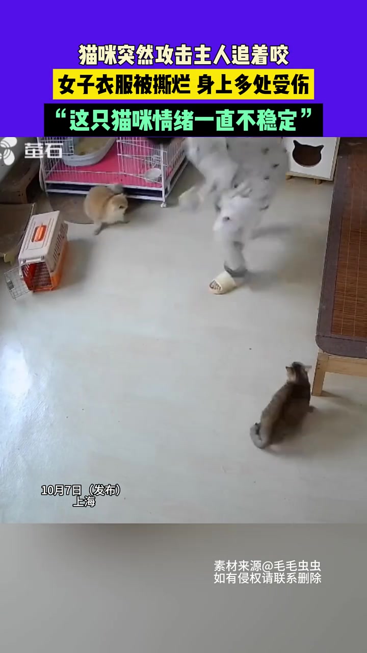 猫咪突然攻击主人追着咬