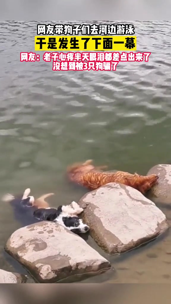 狗子还能这样吗躺在水里就直接睡着了