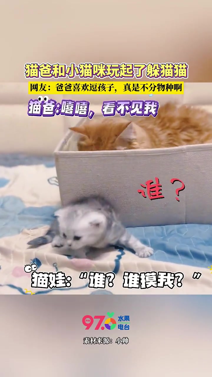 猫爸和小猫咪玩起了躲猫猫