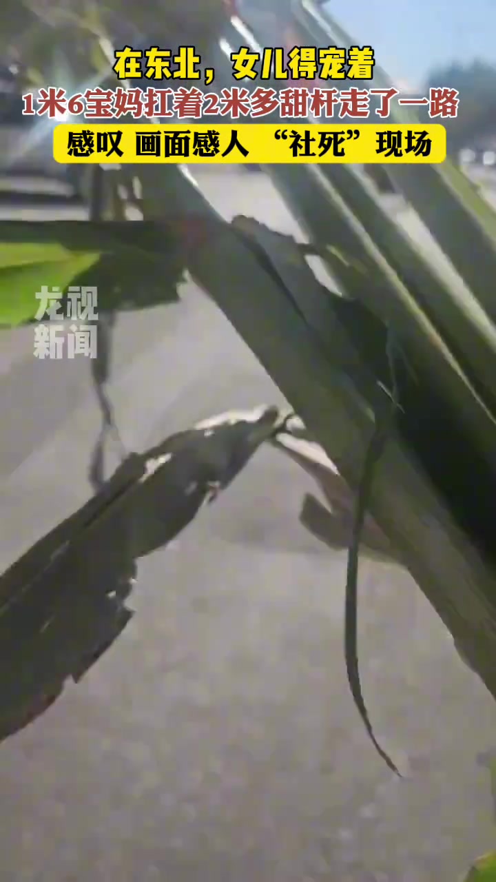 宝妈为了给孩子吃甜杆，扛着2米多甜杆走了一路！