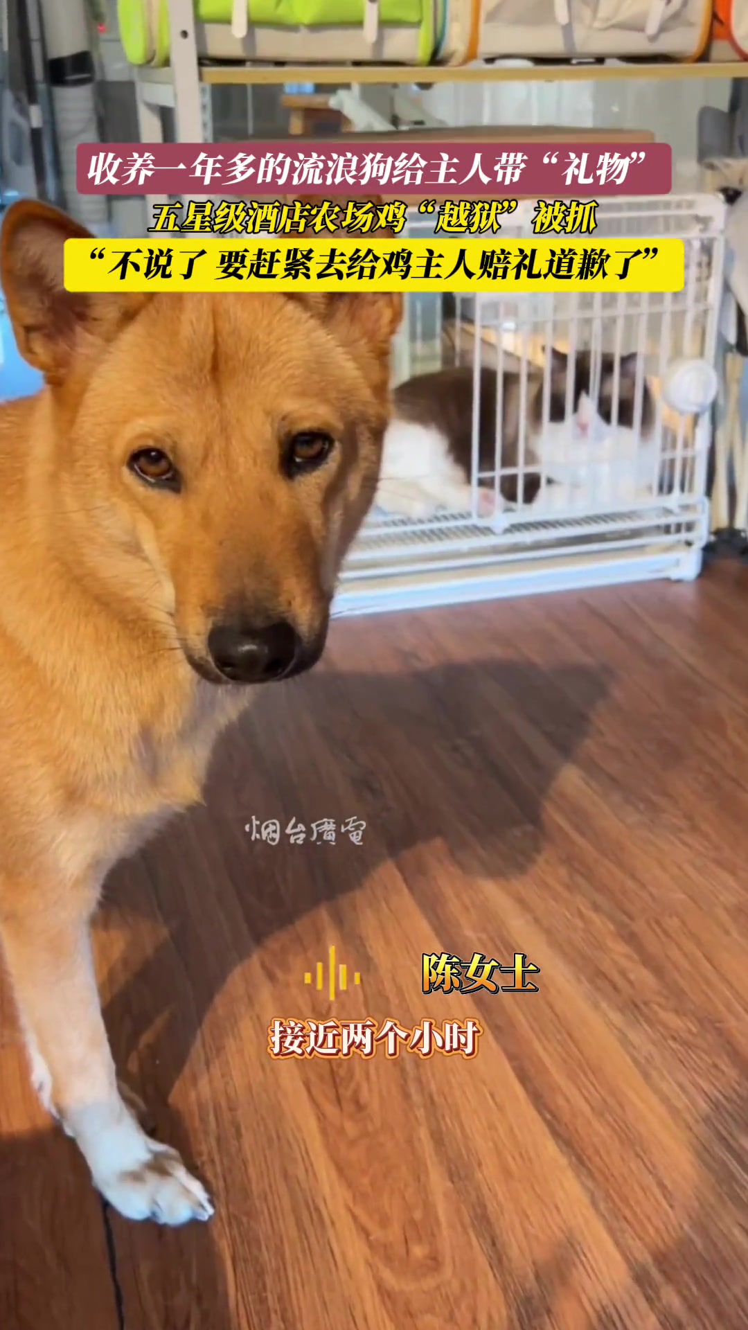 狗狗：“完了，好心办坏事，咋整”
