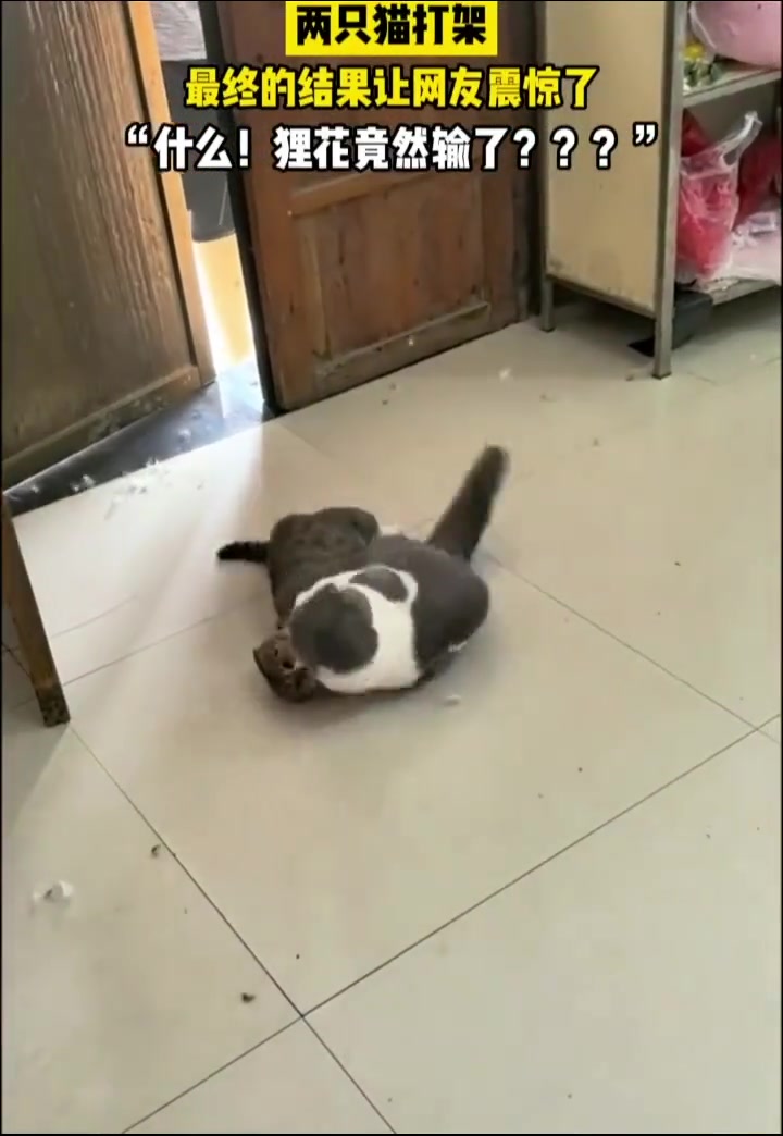 狸花猫打架竟然输了，我没看错吧
