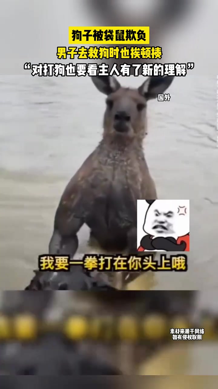 狗子被袋鼠欺负，主人去救狗时也挨了顿揍