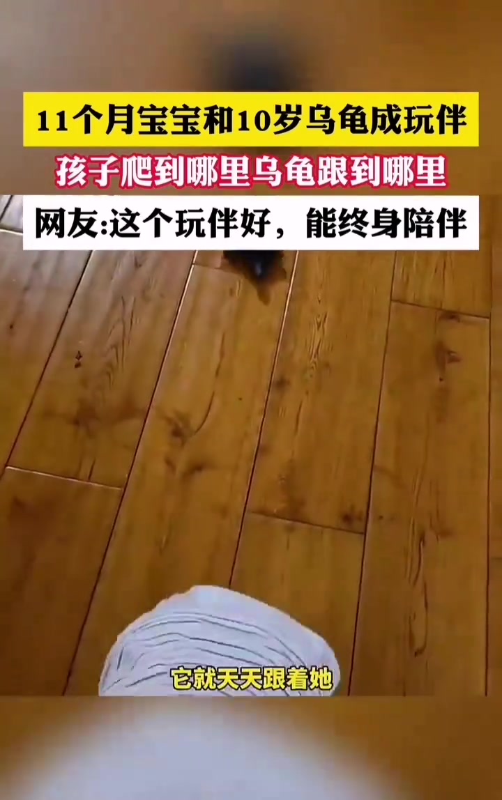 宝宝的乌龟玩伴！