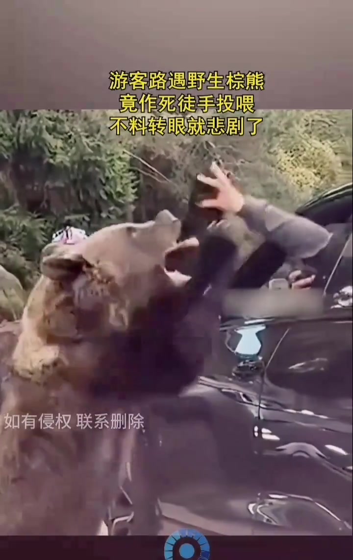 游客路遇野生棕熊，竟作死徒手投喂