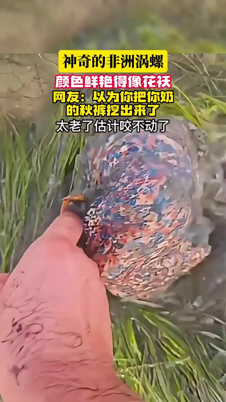 神奇的非洲涡螺，颜色鲜艳得像花袄！