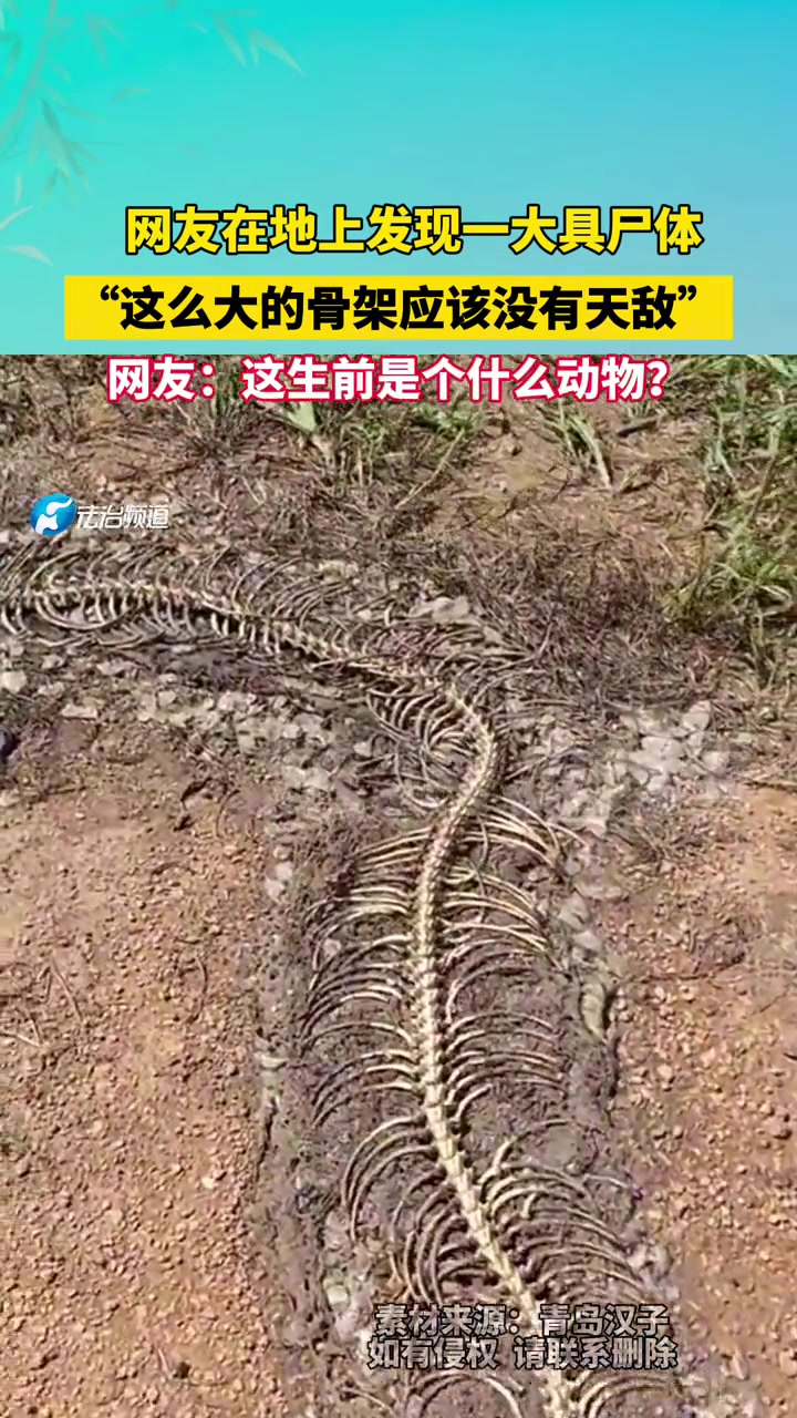 网友在地上发现一大具尸体，“这么大的骨架应该没有天敌”，