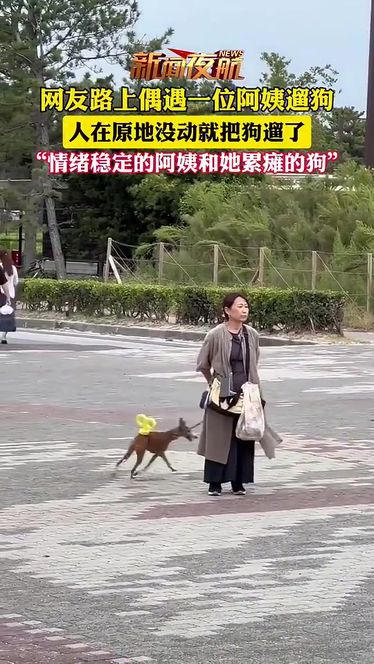 原地不动就把狗遛完了，网友：情绪稳定的阿姨和她累瘫的狗子