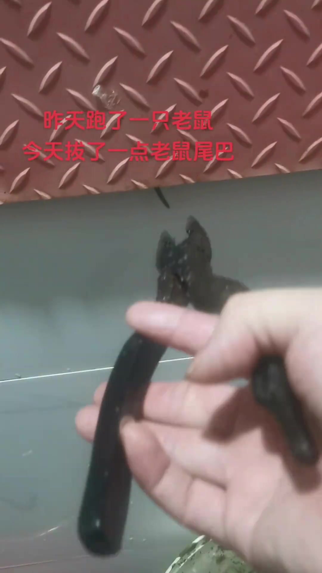 这是把老鼠的“虾线”给抽掉了啊