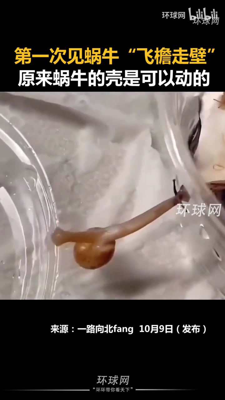 第一次见蜗牛“飞檐走壁”，原来蜗牛的壳是可以动的