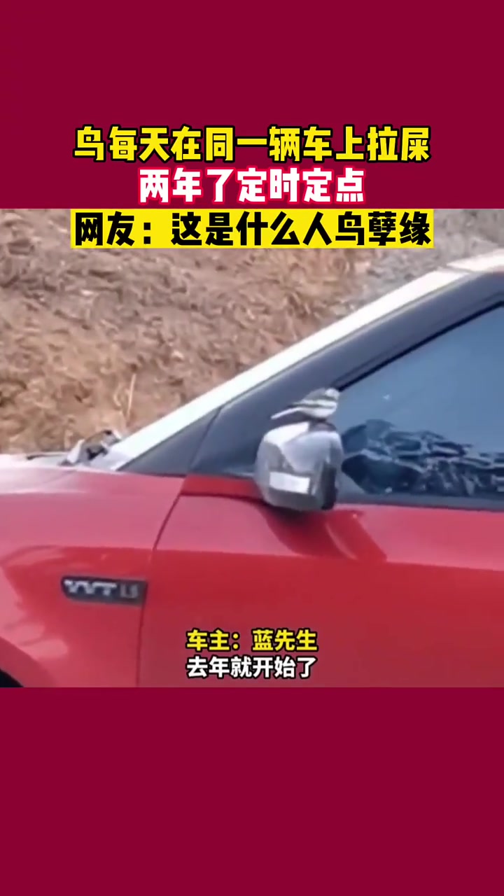 鸟每天在同一辆车上拉屎，这是什么孽缘