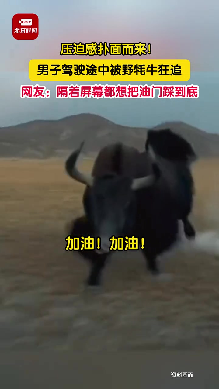 压迫感扑面而来！男子自驾途中被野牦牛一路狂追！太吓人了！