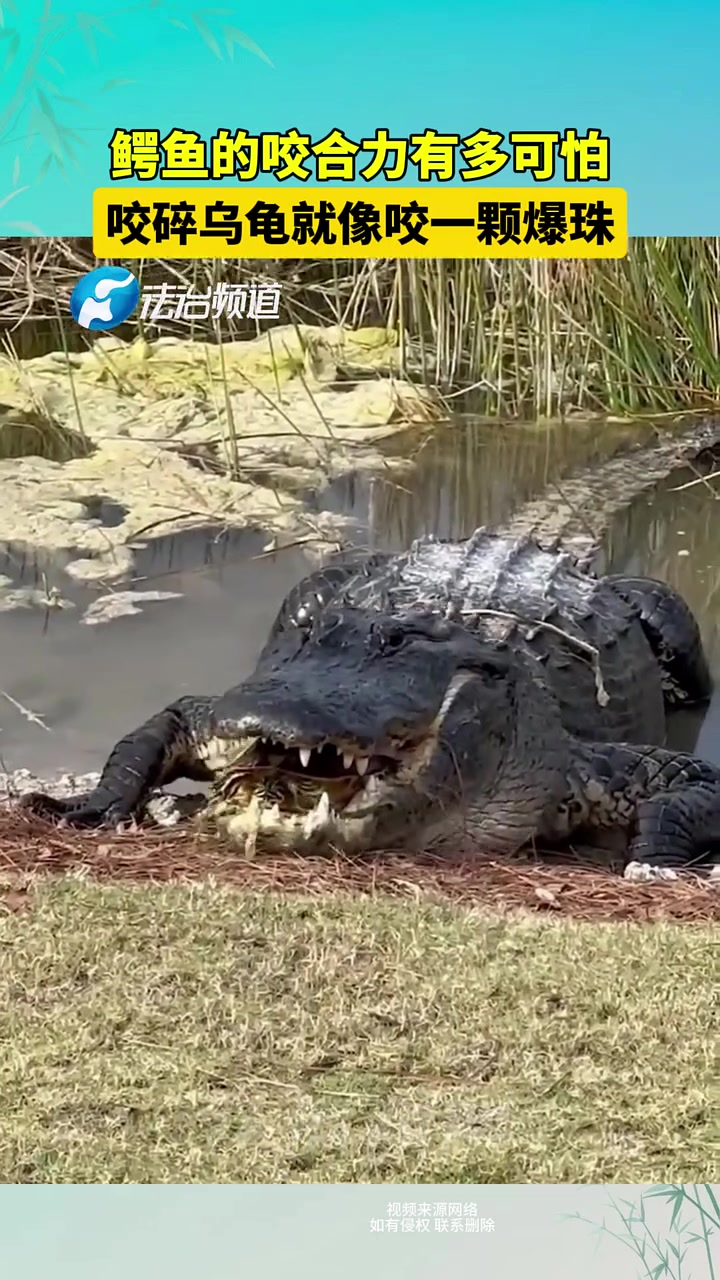 鳄鱼的咬合力有多可怕！咬碎乌龟就像咬一颗爆珠！