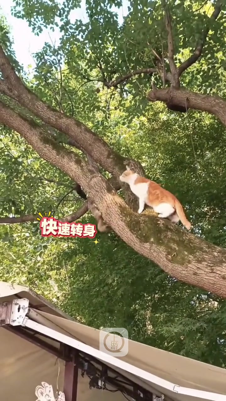 这就是传说中的躲猫猫！