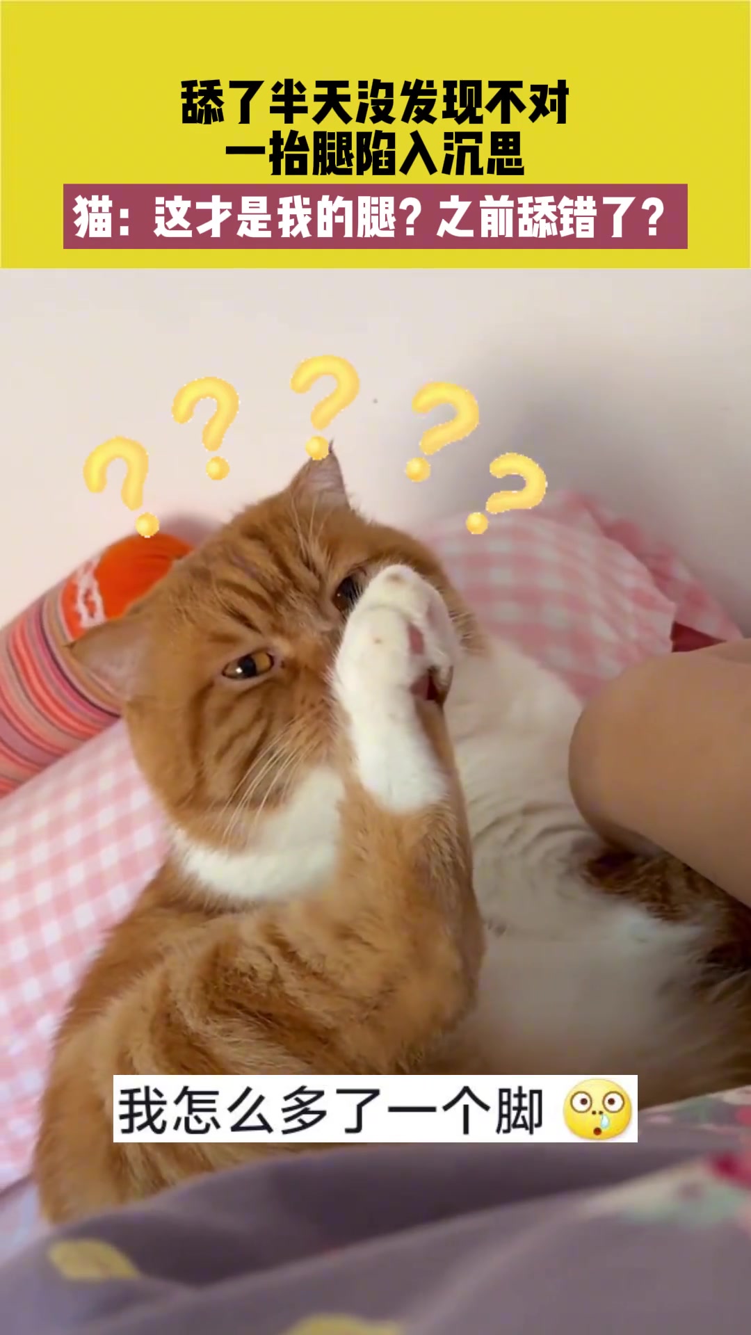 舔了半天没发现不对，一抬腿陷入沉思，猫：这才是我的腿