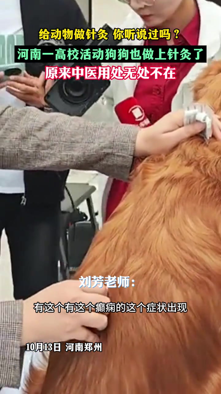 给动物做针灸你听说过吗
