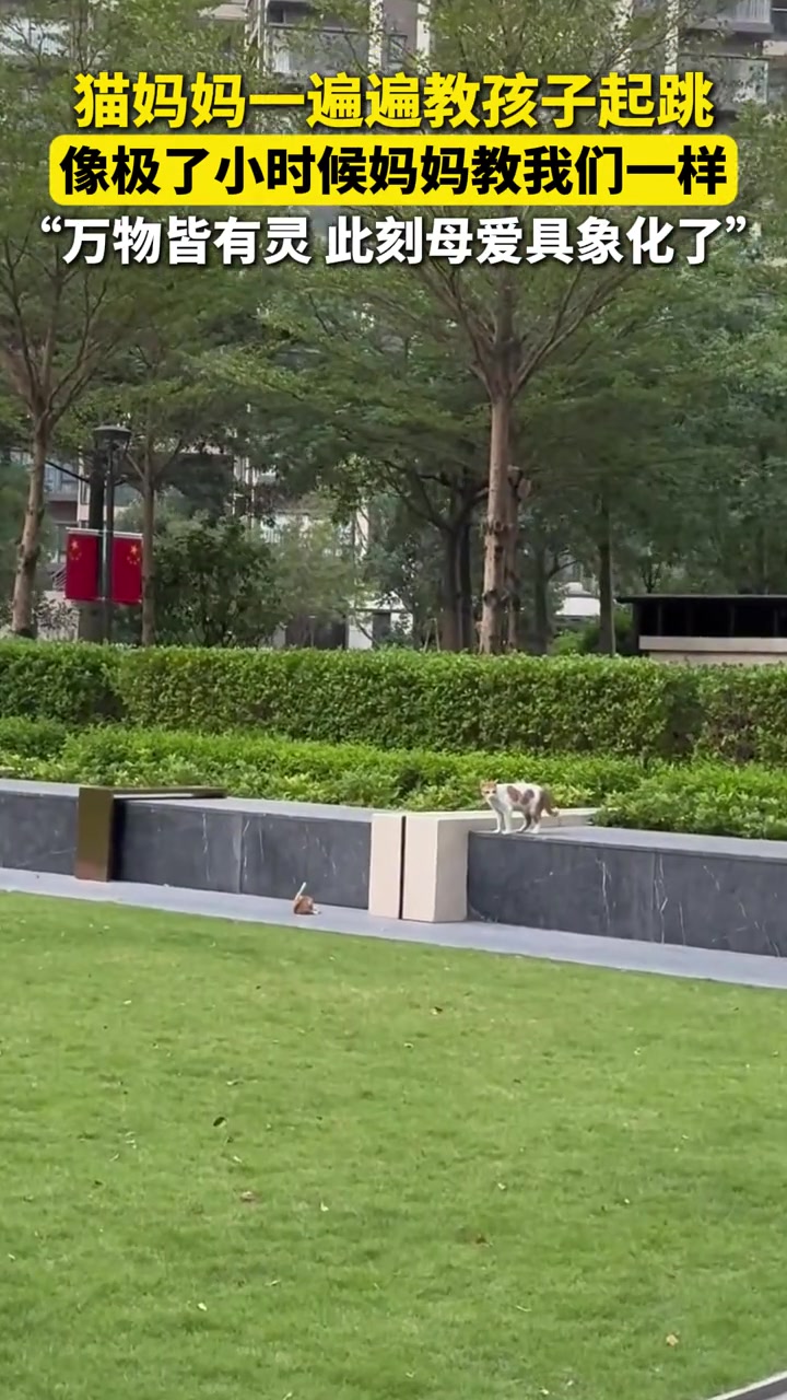 猫妈妈一遍遍教孩子起跳，像极了小时候妈妈教我们一样
