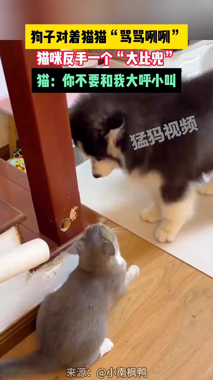 狗子对着猫猫“骂骂咧咧”，猫咪反手一个“大比兜”！