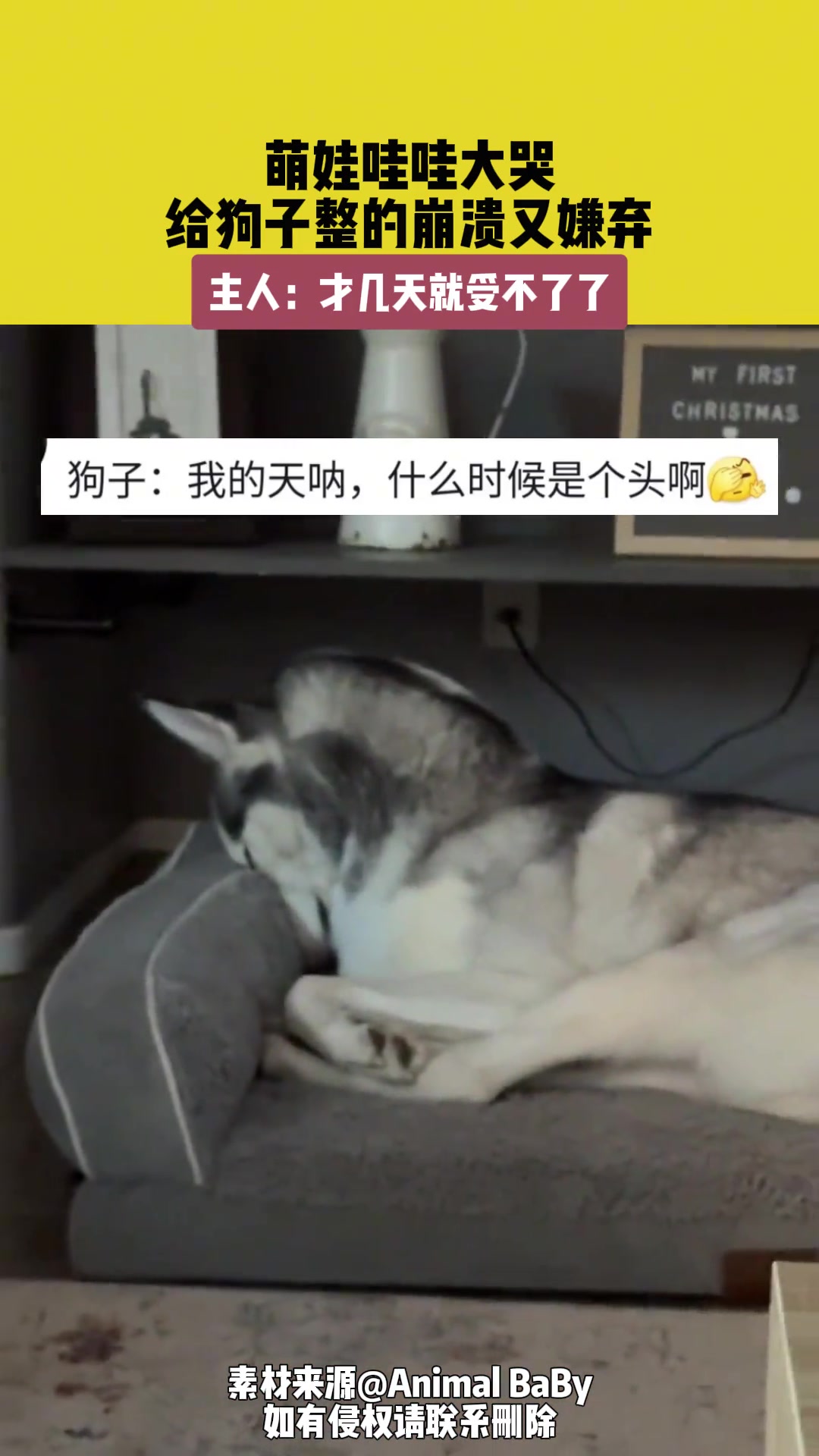 萌娃哇哇大哭，给狗子整的崩溃又嫌弃
