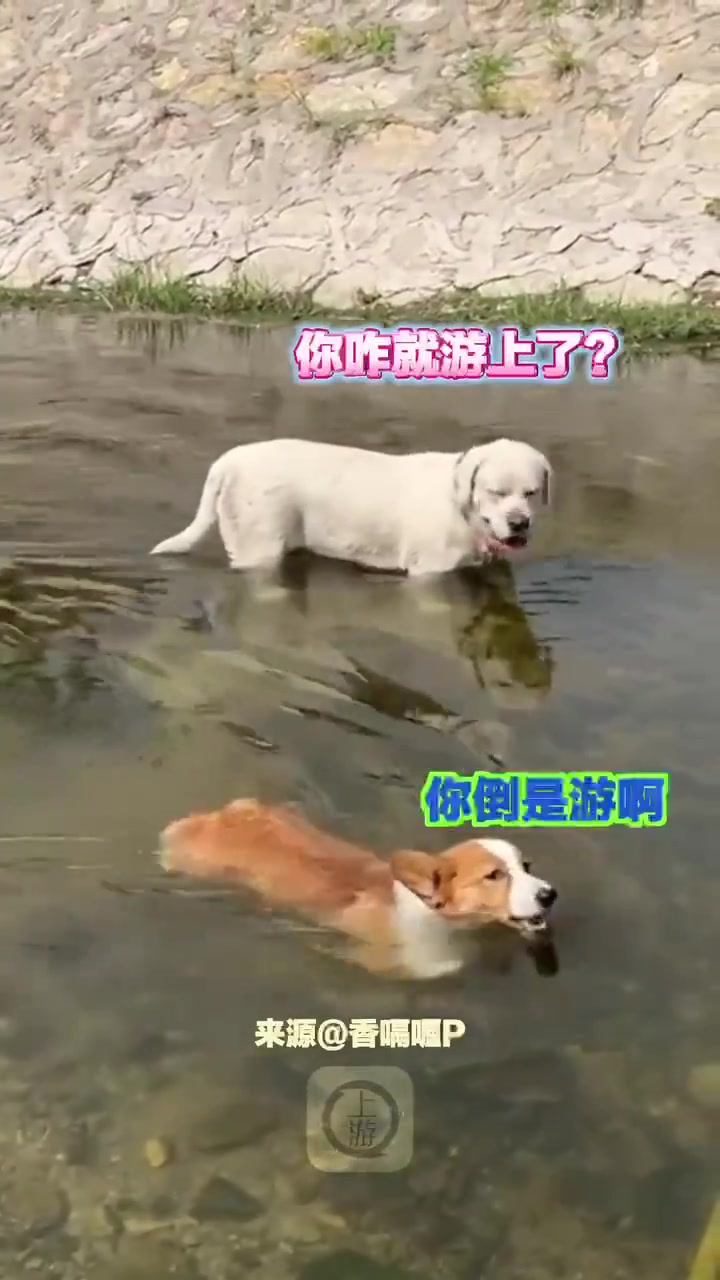 当柯基与拉布拉多同时下水