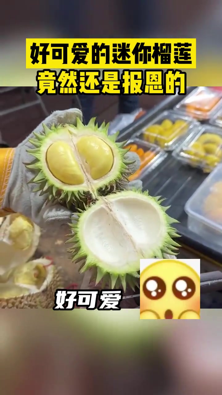 好可爱的迷你榴莲竟然还是报恩的