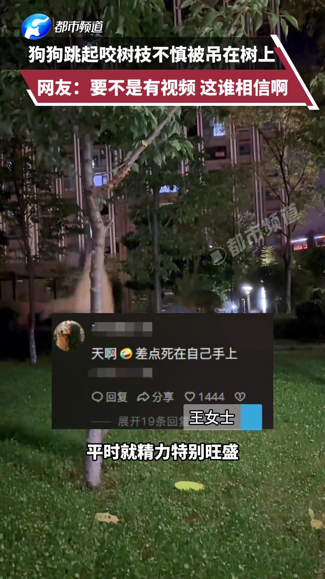 狗狗跳起咬树枝不慎被吊在树上要不是有视频这谁相信啊