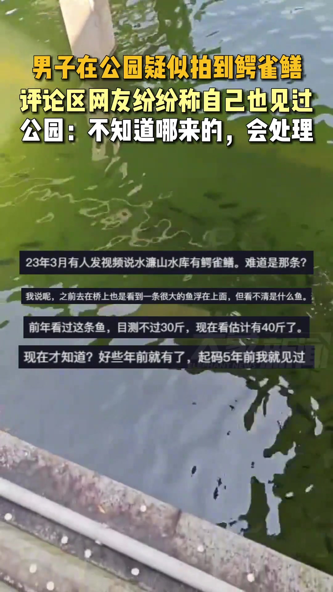 男子在公园疑似拍到鳄雀鳝评论区网友纷纷称自己也见过
