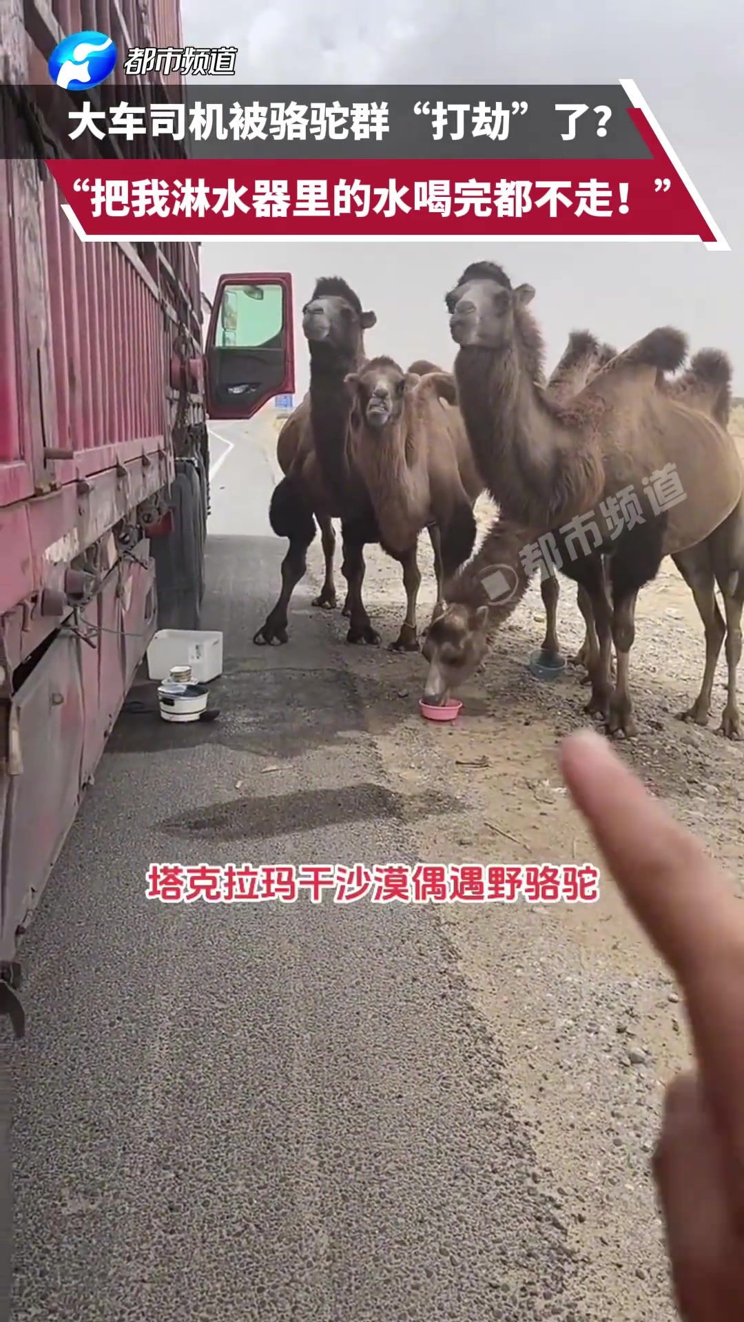 大车司机被骆驼群“打劫”了?“把我淋水器里的水喝完都不走”