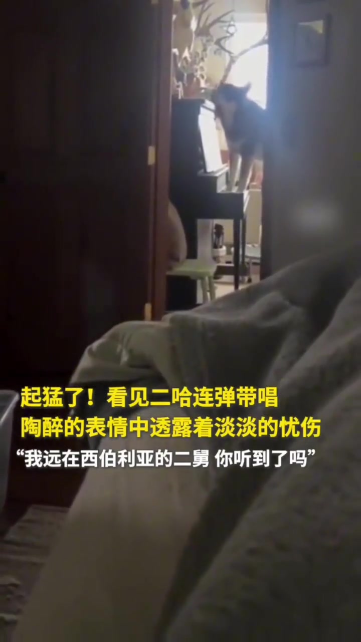 起猛了！看见二哈连弹带唱陶醉的表情中透露着淡淡的忧伤....