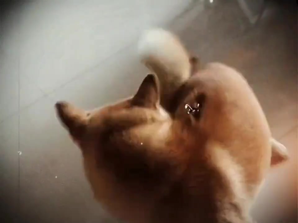 狗子：我是狗、但是你比我还狗！