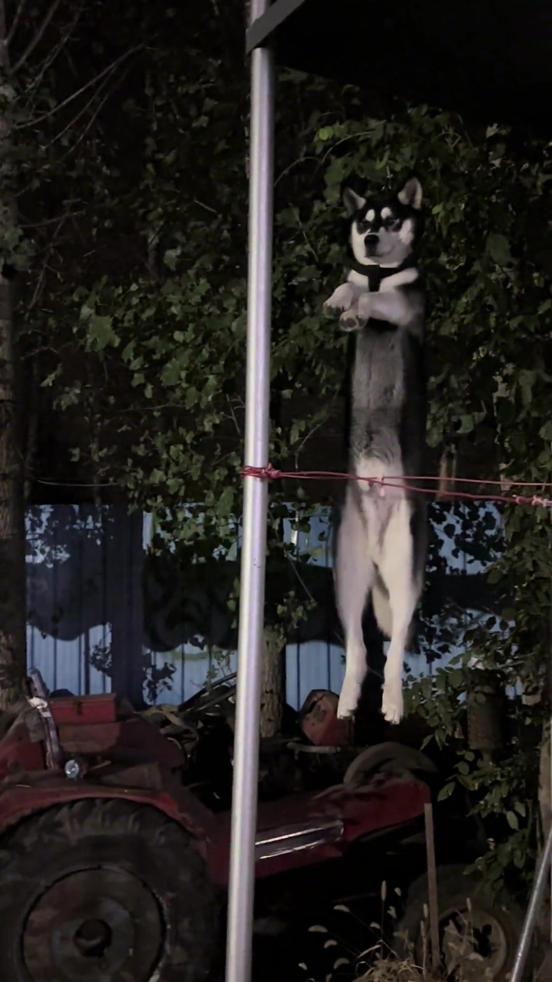 行走不看路错把树叶当道，瞧从二楼踏空被挂住的二哈