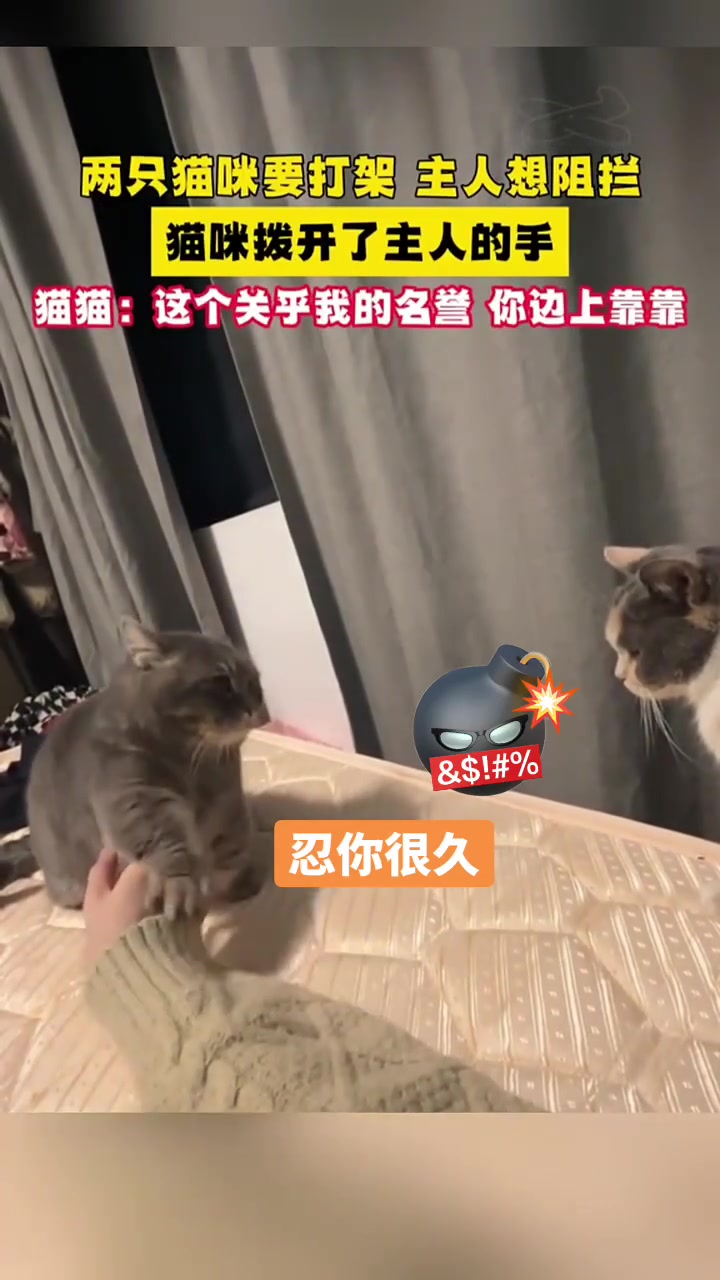 霸气侧漏的灰猫“别拉我，我已忍它好久了”