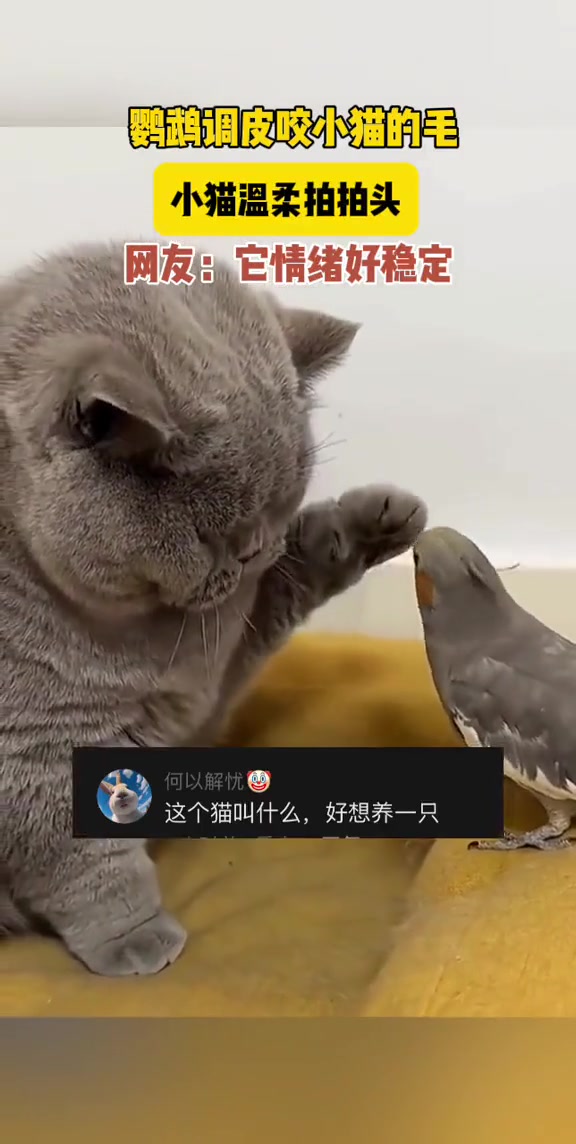 鹦鹉调皮咬小猫的毛，小猫温柔拍拍头