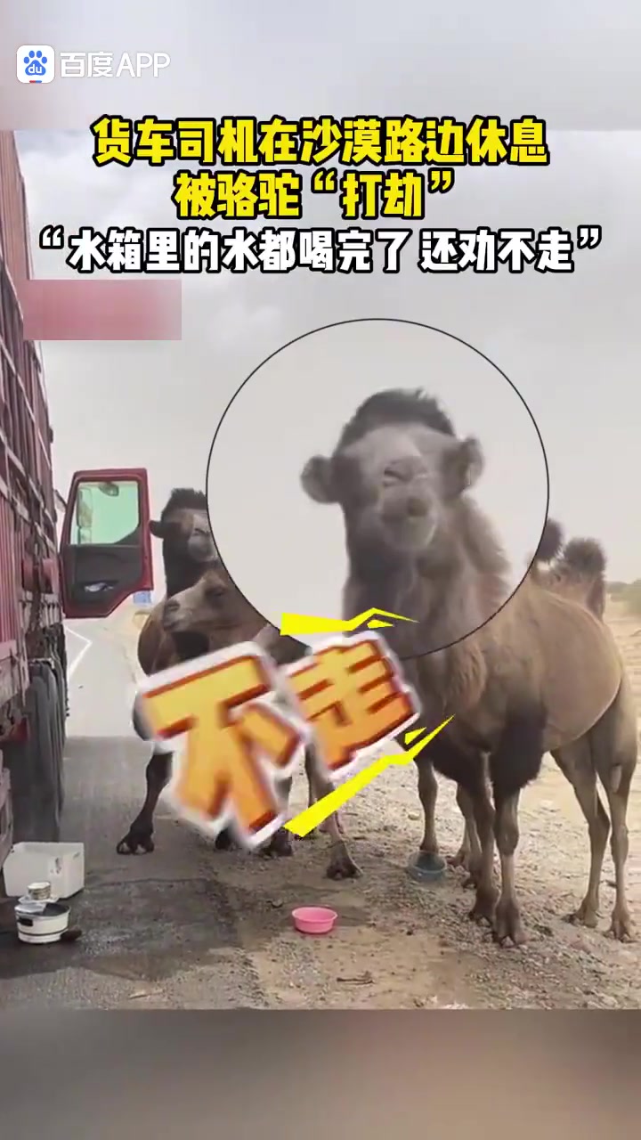 骆驼在储备水，拦路要水喝！