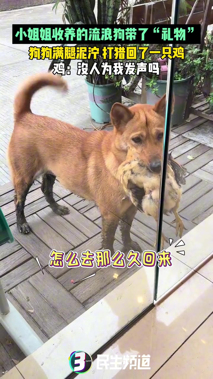 小姐姐收养的流浪狗带了“礼物”，狗狗满腿泥泞打猎回了一只鸡