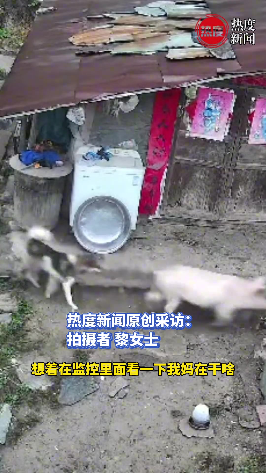 女子远程看到猪“越狱”了，再看视频发现狗把猪刚回圈里！