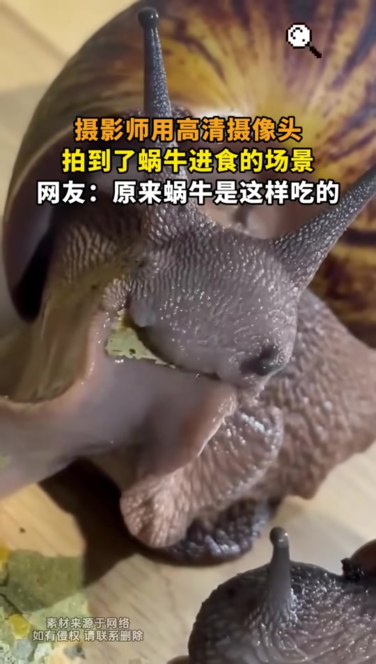 原来蜗牛是这样吃饭的！