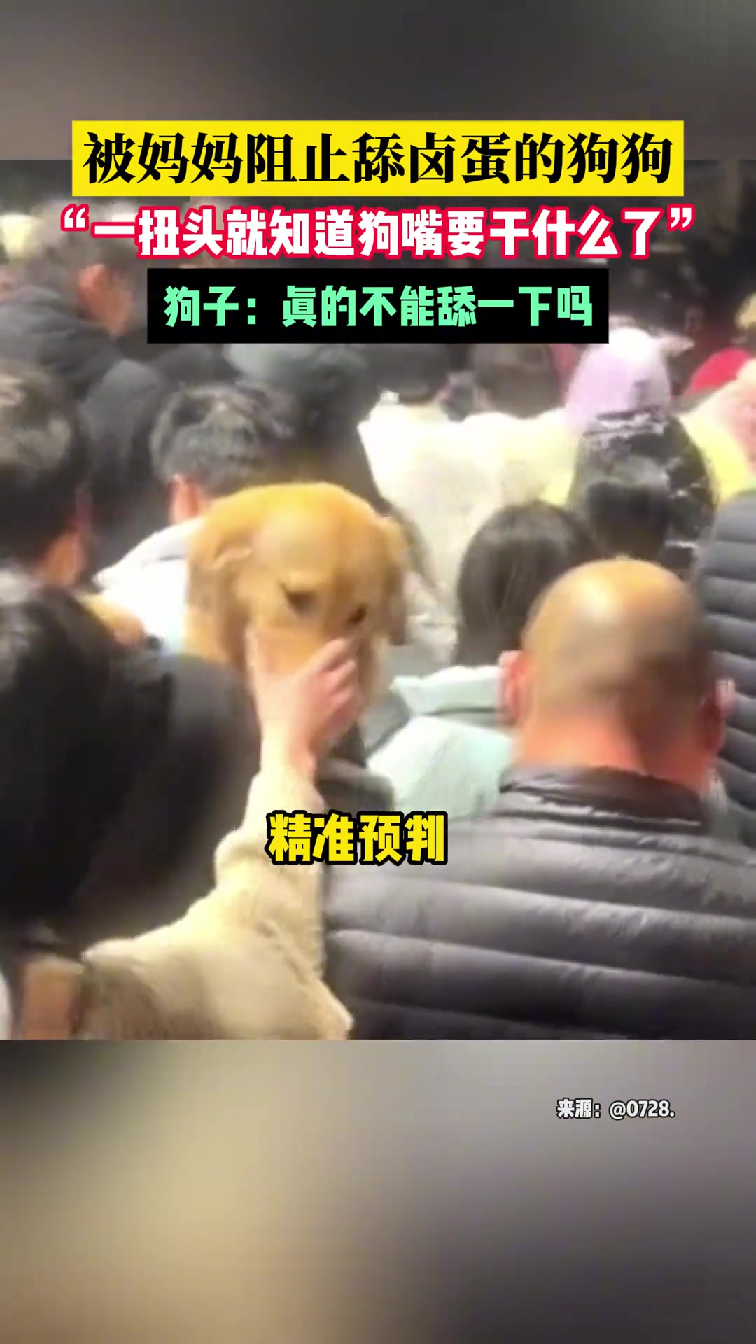 被主人阻止舔“卤蛋”的狗子