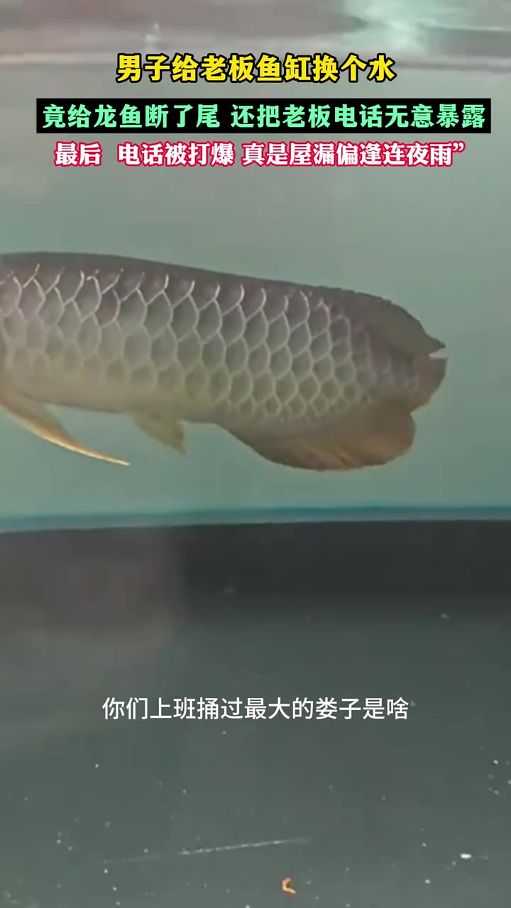 男子给老板鱼缸换水，竟把龙鱼尾断了，还不经意暴露了老板电话